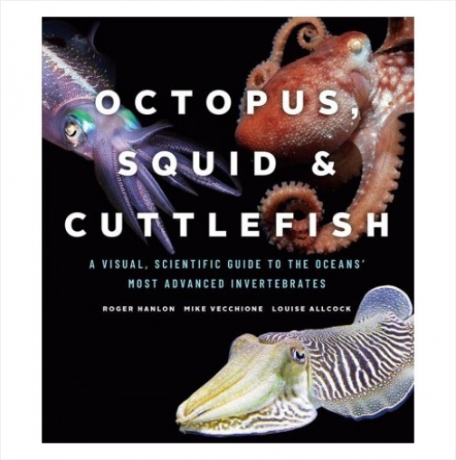 #Biblioinforma | Octopus, Squid, and Cuttlefish